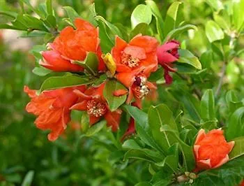 Ocakkoey Village 2* Oludeniz